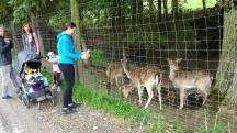   ein schnes Bild -  beim Wildgehege Gassen 